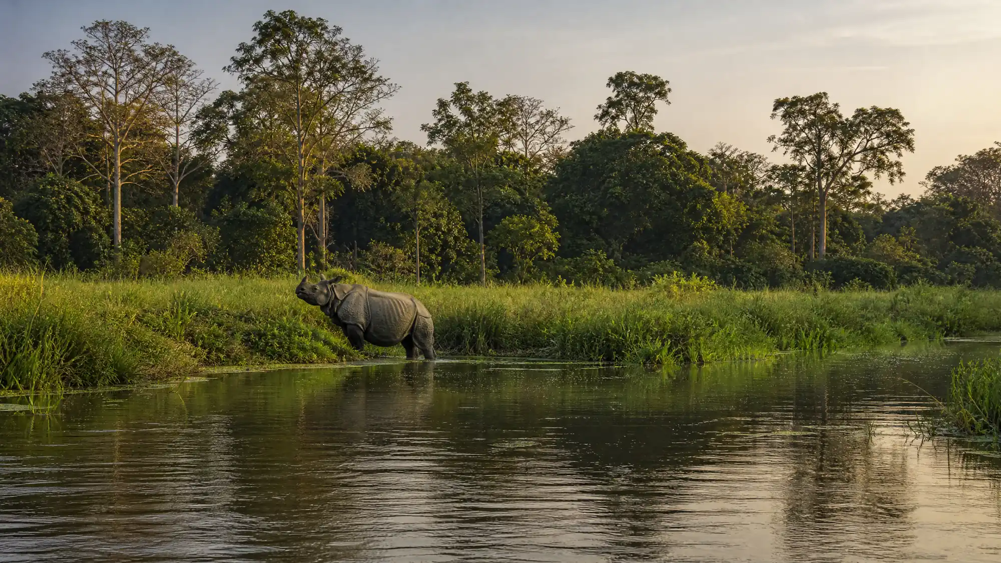 Explora el primer parque nacional de Nepal para seguir el rastro de rinocerontes y tigres de Bengala. Únete a safaris en jeep abierto, paseos en canoa excavada o caminatas guiadas por la selva.