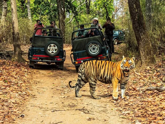 Tourists taking photos of a tiger from safari jeeps
