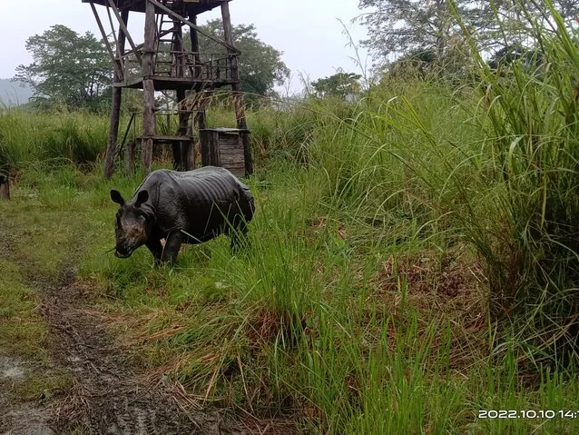 A rhinoceros eating grass in Chitwan National Park near a wooden watchtower.