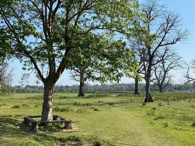 Paisaje de hierba verde con un árbol frondoso sobre un banco de madera en el Parque Nacional de Chitwan