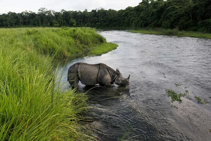Ein Panzernashorn, das aus einem von üppigem Grün umgebenen Fluss trinkt.