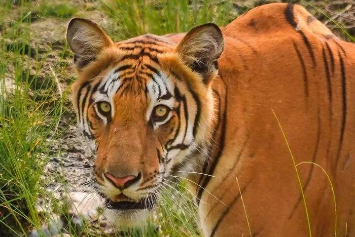 Nahaufnahme eines Königstigers, der im hohen Gras direkt in die Kamera blickt.