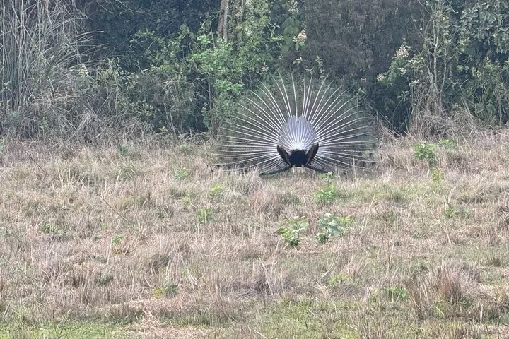 Ein Pfau, der in einem grasbewachsenen Feld von hinten beim Radschlagen zu sehen ist.