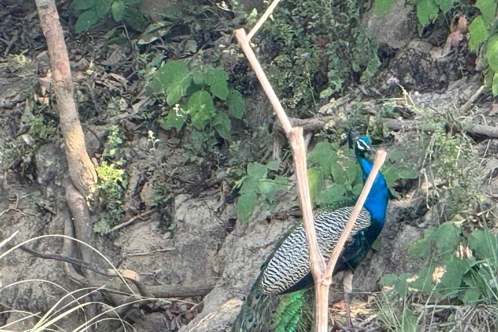 A peacock standing among dry branches and dirt in Chitwan National Park.