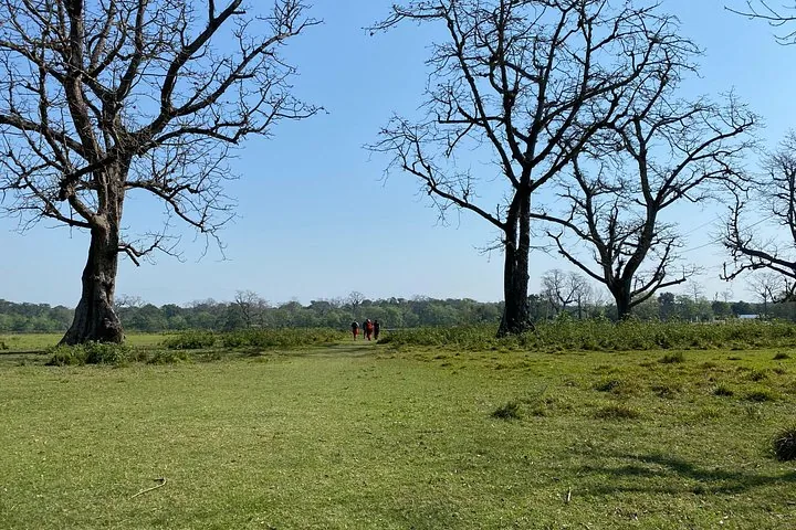 Un grupo de personas caminando por una zona de hierba verde con árboles sin hojas