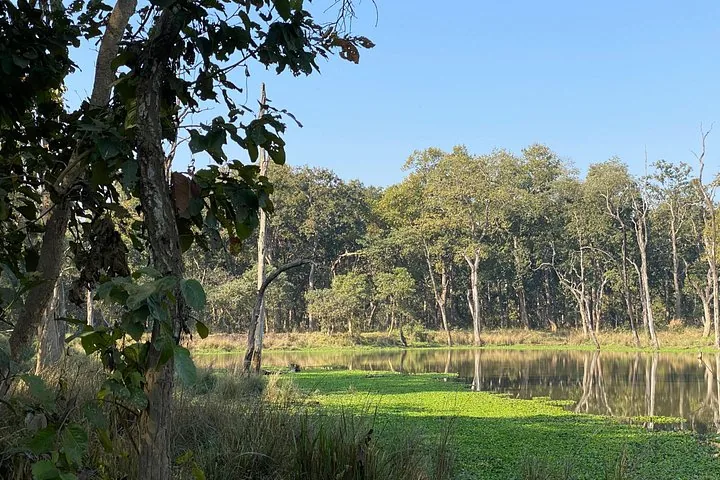 A calm lake covered with green aquatic plants surrounded by dense forest