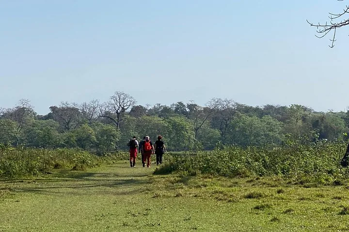 Tres personas caminando por un campo de hierba hacia un denso bosque verde
