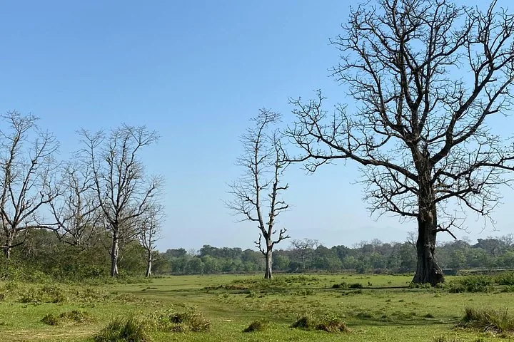 Expansive green grassy plain with several large, bare trees under a blue sky
