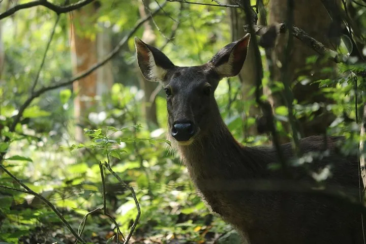 Un ciervo mira hacia la cámara entre el denso follaje verde del bosque.