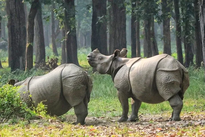 Due rinoceronti in piedi in una radura nella foresta del Parco Nazionale di Chitwan.