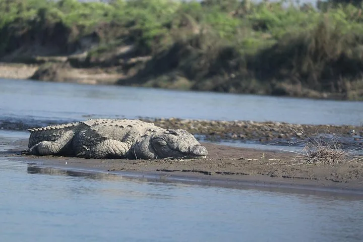 Un grande coccodrillo riposa su una riva sabbiosa nel Parco Nazionale di Chitwan.