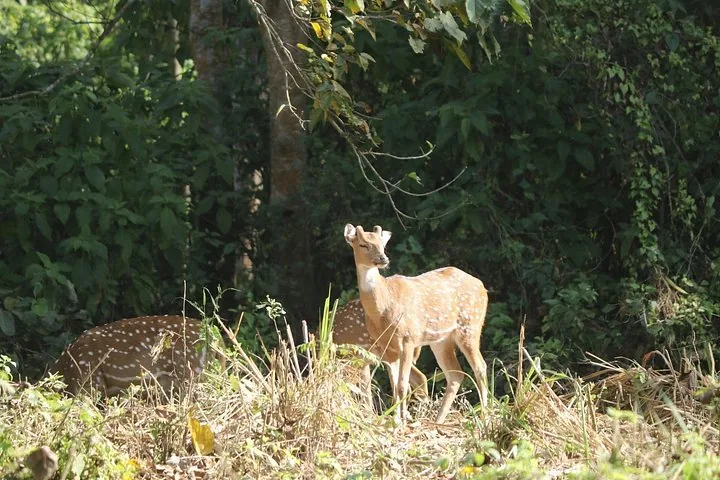 Cervi maculati al pascolo nell'erba alta vicino al margine di una foresta.