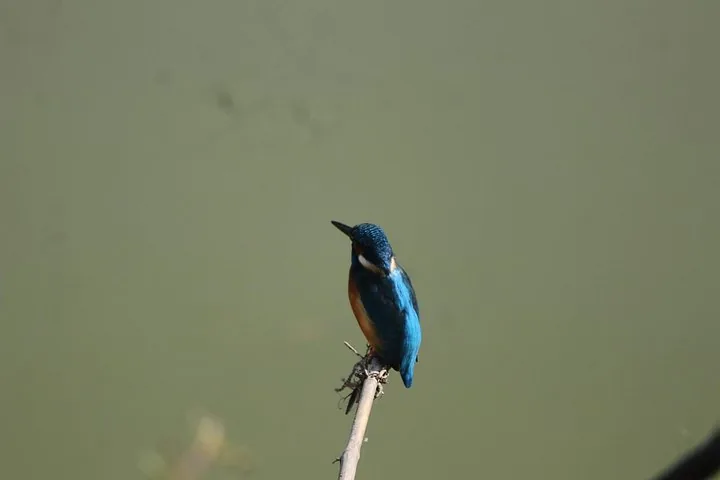 Un martín pescador azul vibrante posado en una pequeña rama sobre el agua.