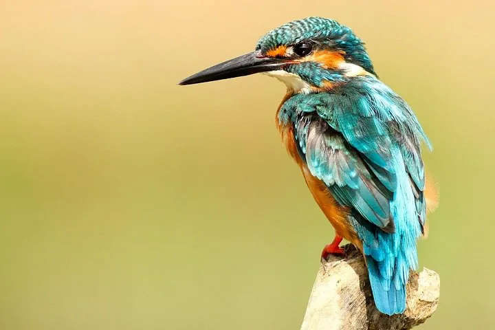 Close-up of a colorful kingfisher perched on a branch